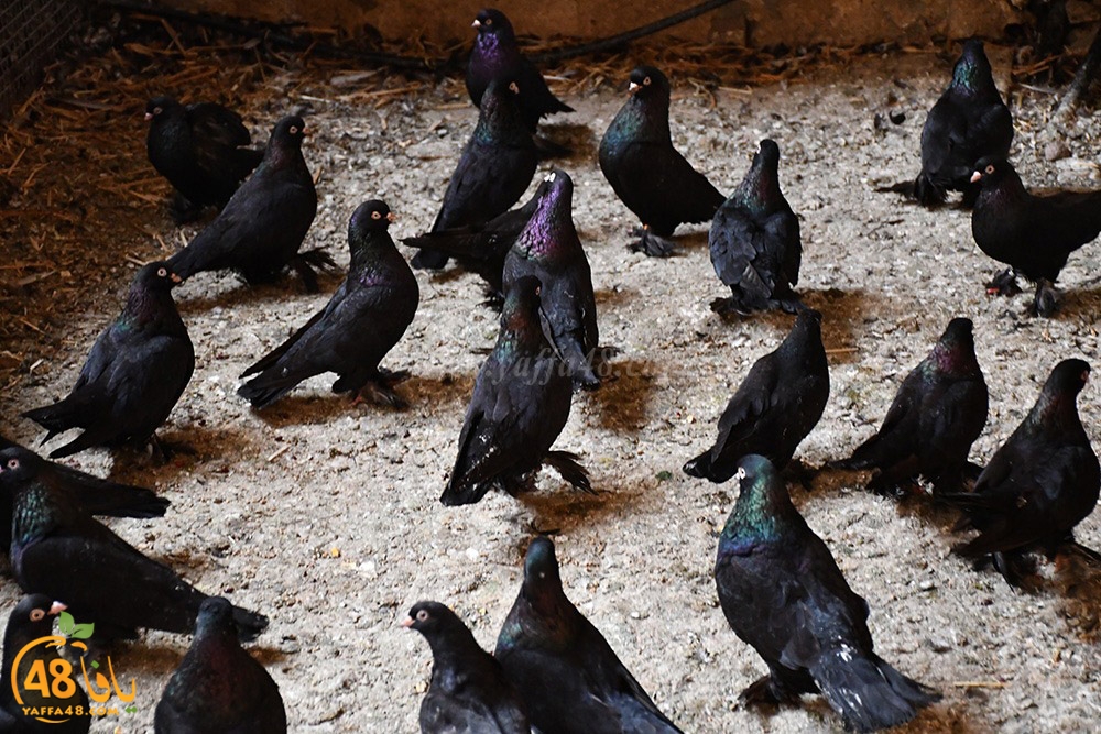 zohdi 3ashoor (5).jpeg